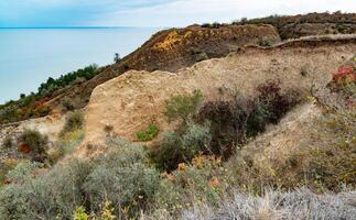 The natural landscape of the south of Ukraine, the slopes of the Dniester estuary, overgrown with European smoketree Cotinus coggygria and steppe herbs photo
