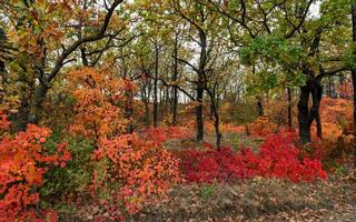The natural landscape of the south of Ukraine, the slopes of the Dniester estuary, overgrown with European smoketree -Cotinus coggygria- and steppe herbs photo