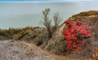 The natural landscape of the south of Ukraine, the slopes of the Dniester estuary, overgrown with European smoketree -Cotinus coggygria- and steppe herbs photo