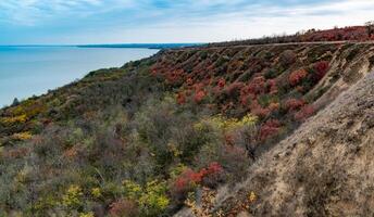 The natural landscape of the south of Ukraine, the slopes of the Dniester estuary, overgrown with European smoketree -Cotinus coggygria- and steppe herbs photo