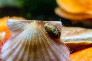 Ancient armored mollusk -Chiton polii- on the shell of a clam Smooth Scallop Flexopecten glaber ponticus, Black Sea photo