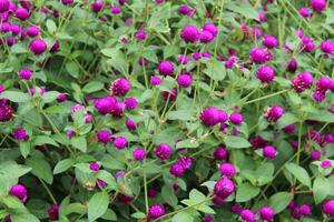 Purple pink flowers of Globe Amaranth photo