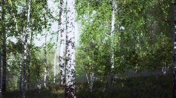 Tall Trees in a Forest video