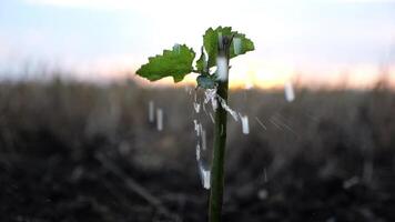 Drops water fall on leaves during pouring planted green sprout into ground soil at meadow. Caring for small seedling during drought at sunset. Concept of agricultural business. Close up Slow motion video