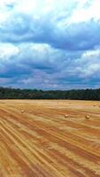 Yellow field on the background of green forest under blue sky. Flight over the field with round bales in summer day. Camera moves forward. Vertical video