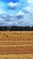 agricole champ avec beaucoup pressé balles dans été. rond fourrage balles dans le les terres agricoles. Jaune foins liasses pour bétail sur le Naturel Contexte. verticale video