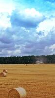 Agricultural field with many pressed bales in summer. Round fodder bales in the farmland. Yellow hay bundles on the field for livestock on the natural background. Vertical video