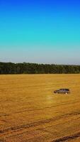 Beautiful golden field in the rural place and a car driving in a circle. Drone view on dry grass in the field and one automobile moving on it. Vertical video