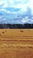 vol plus de le d'or champ avec pressé balles en plein air. agricole Contexte de le champ et rond balles pose sur le sol. mouvement caméra avant. verticale video