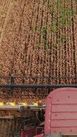 Combine harvester front moves along the wheat field. Mower rotating and cutting dry crops. Top view. Vertical video