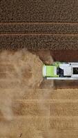 Modern harvester works in the ripe field and makes lots of dust as it moves. Stork walk by the cut part of the field. Birdseye view. Vertical video