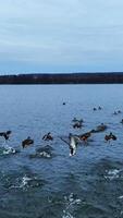 Family of wild ducks floating on the lake. Suddenly birds take off from water and sit again in few meters. Dark forest waterfront at the backdrop. Vertical video