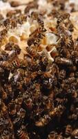 Bee swarm sitting on the tops of honey frames. Working bees at their working routine. Close up. Bee backdrop. Vertical video