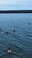 Diverse ducks swimming on the river. Scared birds rise into air and fly away in different sides. Drone Vertical video