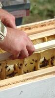 Beehive with half-frames of honey combs. Apiarist inspects the frames divided into several parts. Close up. Vertical video