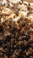 Striped bee brood covered the honey frame. Multiple insects busy working in a beehive. Close up. Vertical video