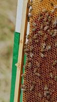 Working bees on honeycomb. Frames of a bee hive. Apiculture Vertical video