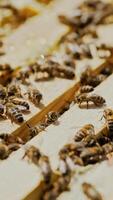 Close-up of honey bees. Frames of a beehive. Bees turn nectar into honey. Vertical video