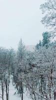 lindo árvores com uma neve dentro a parque em a fundo do borrado cidade edifícios. natural meio Ambiente dentro inverno ao ar livre. aéreo visualizar. vertical video
