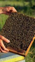 Hand of beekeeper is working with bees and beehives on the apiary. Bees on honeycombs. Frames of a bee hive Vertical video