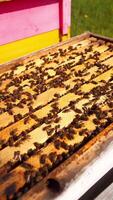 Open hive with bees. Beekeeper uses chimney with smoke over the beehive. Busy bees are crawling on wooden frames. Apiary concept. Vertical video