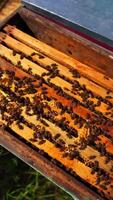 Bees inside the hive. Bees crawling on wooden frames and make honey. An open beehive with bees on green grass. Top view. Vertical video