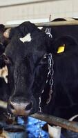 schwarz und Weiß Kühe Innerhalb das Molkerei Bauernhof. Reihe von Kühe Stehen im das Kuhstall und weiblich Arbeiter sieht aus nach Tiere. Vertikale video