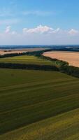 Beautiful green cropland near the highway. Diverse color farmlands limited by trees. Blue sky with clouds at backdrop. Vertical video