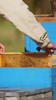 Beekeeper in protective suit takes the frames and shakes the bees off. Apiarist holds a metal tool in his hand. Blurred backdrop. Vertical video