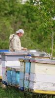 Rural bee farm with wooden hives located in the nature. Male apiculturist working at the apiary at backdrop in blur. Nature background. Vertical video