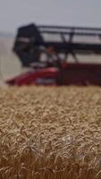 Ripe wheat on the field. Yellow spikes of wheat on the blurred background of combine harvester. Seasonal works in the farmland. Vertical video