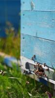 Bees near hive. Busy insects flying and crawling into the beehive to carry pollen. Wooden hive with bees on green grass in summer. Close-up. Vertical video
