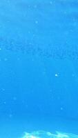 Underwater view of man jumping in the pool, slow motion Vertical video