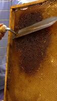 Heavy frame with full honeycombs and partially sealed cells. Apiarist removes the covers from cells for easier honey extraction. Vertical video