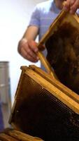 Frames fully filled with honey and prepared for extracting it. Male apiarist takes the frames and places them into centrifuge device. Vertical video