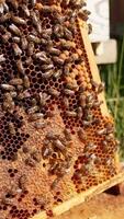 Wax frame covered with worker bees in the sun light. Honey insects drawl by the honeycombs partially sealed. Blurred backdrop. Vertical video