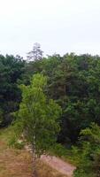 Green woods in summer. Small lawn and a path inside the forest. Natural scenery of trees. Camera rising up to the tops of trees. Vertical video