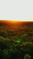 Forest at sunset. Flying over the top of green trees against the beautiful orange setting sun. Motion camera back. Vertical video