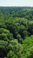 Green nature background. Amazing view on forest in summer. Flight over the green top trees. Woodland in sunlight. Aerial view. Vertical video