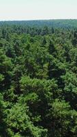 Green forest. Panoramic view of evergreen trees. Flight over the tops of pine trees. Beautiful scenery of green woods. Aerial view. Vertical video