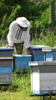 Apiarist working on a farm. Professional beekeeper looks after the bees on apiary on green nature background. Many beehives in the countryside. Vertical video