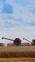 Red grain harvesting combine working in a sunny day. Yellow field with grain. Agricultural technic works in field. of working technic. Vertical video