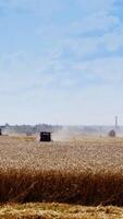 Grain harvesting combines working in a sunny day. Yellow field with grain on the front. Agricultural technic working in field. from the side. Vertical video