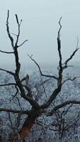 Snow covered trees. White forest in winter. Old black tree stands among white trees covered with snow. Beautiful nature in winter. Aerial view. Vertical video