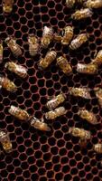 Bees on a honeycomb. Busy insects working on a frame with honey. Natural food product. Close-up. Top view. Vertical video