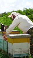 Apiarist among beehives. Professional beekeeper looking on bees in apiary on beautiful nature background in summer. Beekeeping concept. Vertical video