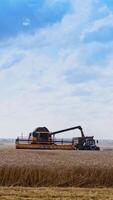 Panoramic view of the field with agricultural machinery. Harvesting ripe wheat. Combine harvester is unloading grains into tractor trailer. Vertical video