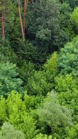 Light green treetops. Beautiful forest in summer. Breathtaking panoramic flying over the tops of trees. Aerial view. Vertical video