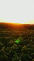 Tops of trees at sunset. The sun rising up over the green forest. Nature background in summer. Aerial view. Camera moves to the left. Vertical video