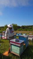 Apiary in a sunny day among nature. Beekeeper in protective hat checking beehives in summer. Bees carrying honey into hives. Apiculture concept. Vertical video